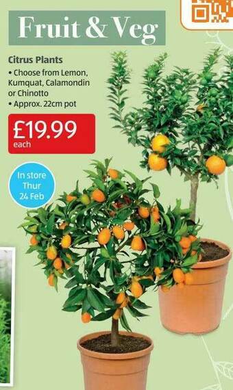 Aldi Citrus Plants offer