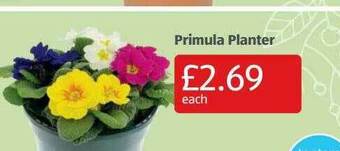 Aldi Primula Planter offer