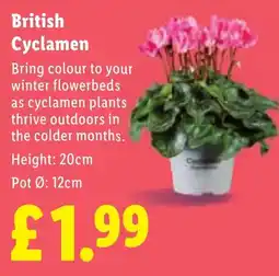 Lidl British Cyclamen offer