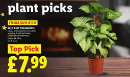 Lidl Easy-Care Houseplants offer