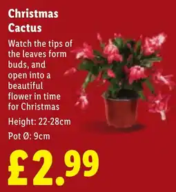 Lidl Christmas Cactus offer