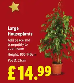Lidl Large Houseplants offer