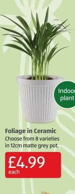 Aldi Foliage In Ceramic offer