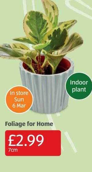 Aldi Foliage For Home offer