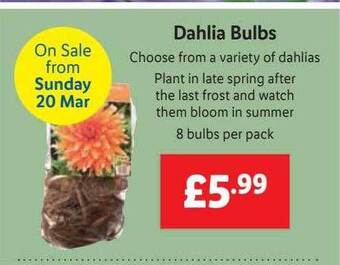 Lidl Dahlia Bulbs offer