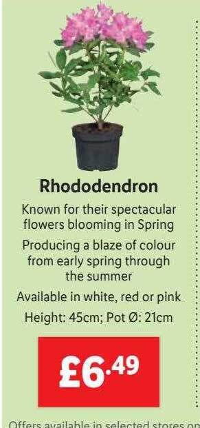 Lidl Rhododendron offer