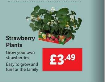 Lidl Strawberry Plants offer