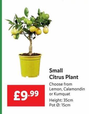 Lidl Small Citrus Plant offer