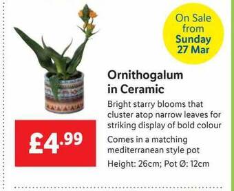 Lidl Ornithogalum In Ceramic offer