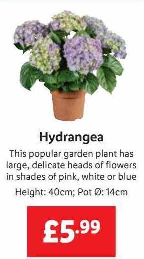 Hydrangea