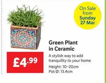 Lidl Green Plant In Ceramic offer