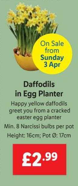 Lidl Daffodils In Egg Planter offer