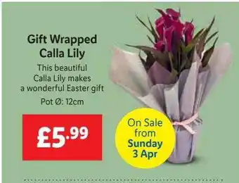 Lidl Gift Wrapped Calla Lily offer