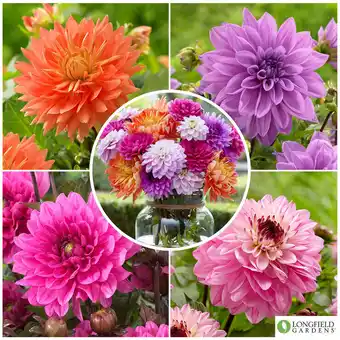 Dahlia Sweet Treats Collection, 15 Bulbs