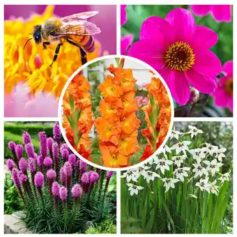 Costco Bee & Butterfly Pollinator Collection, 70 Bulbs offer