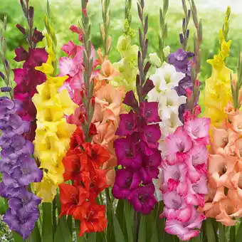 Costco Large Flowering Gladiolus Collection, 90 Bulbs offer