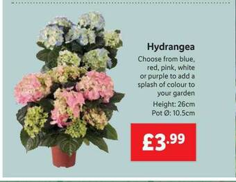 Lidl Hydrangea offer