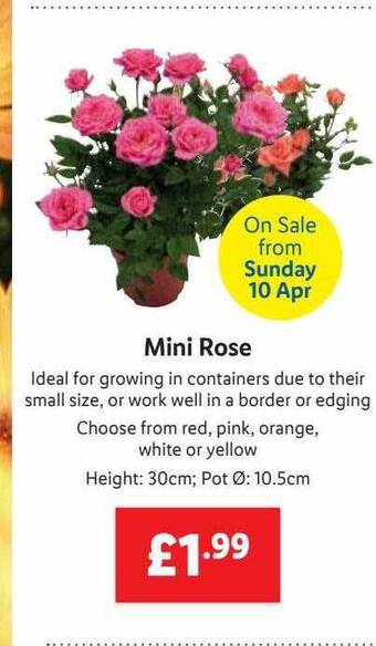 Lidl Mini Rose offer