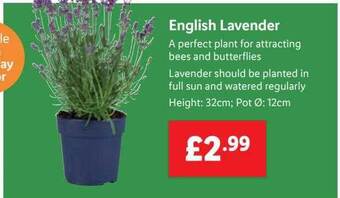 Lidl English Lavender offer