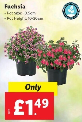 Lidl Fuchsia offer