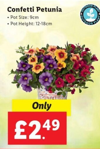 Lidl Confetti Petunia offer