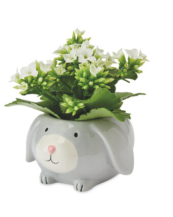 Aldi Easter Novelty Animal Ceramic offer