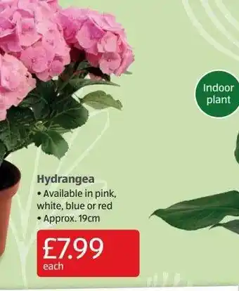 Hydrangea