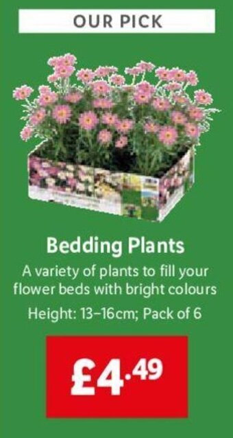 Lidl Bedding Plants offer