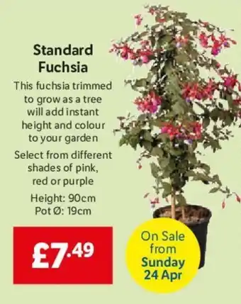 Lidl Standard Fuchsia offer