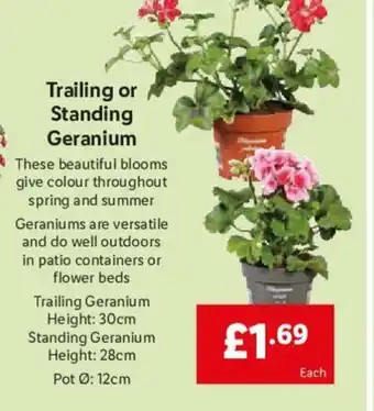 Lidl Trailing or Standig Geranium offer