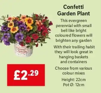 Lidl Confetti Garden Plant offer