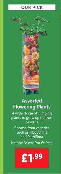 Lidl Assorted Flowering Plants offer