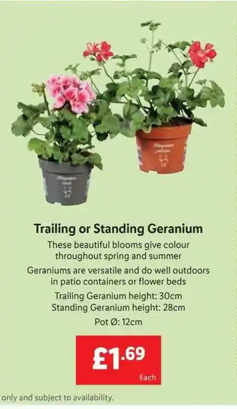 Lidl Trailing Or Standing Geranium offer