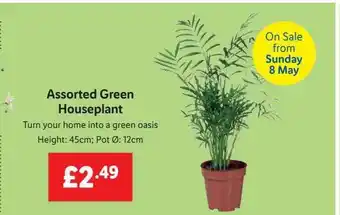 Lidl Assorted Green Houseplant offer