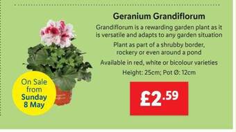 Lidl Geranium Grandiflorum offer