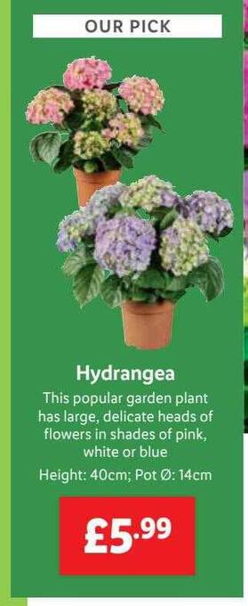 Lidl Hydrangea offer