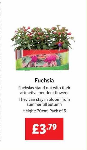 Lidl Fuchsia offer