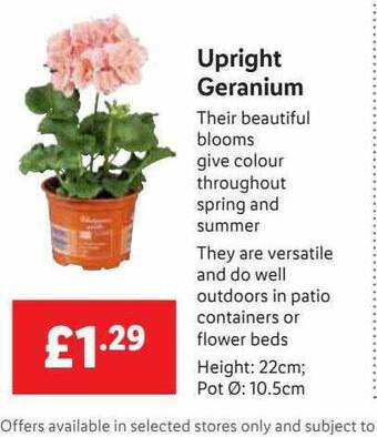 Lidl Upright Geranium offer