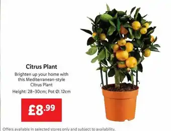 Lidl Citrus Plant offer