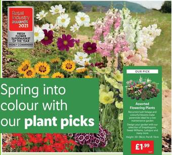 Lidl Assorted Flowering Plants offer