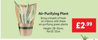 Lidl Air-purifying Plant offer