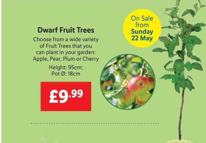 Dwarf Fruit Trees offer at Lidl