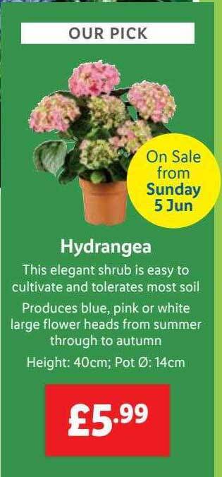 Lidl Hydrangea offer