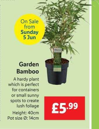 Lidl Garden Bamboo offer