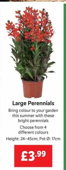 Lidl Large Perennials offer