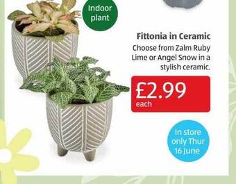Aldi Fittonia In Ceramic offer