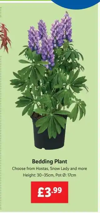 Lidl Bedding Plant offer