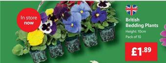 Lidl British Bedding Plants offer