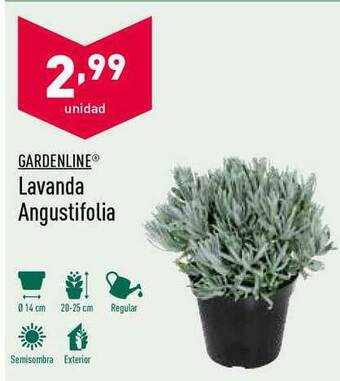 ALDI Gardenline Lavanda Angustifolia oferta