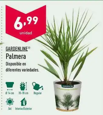 ALDI Gardenlife Palmera oferta